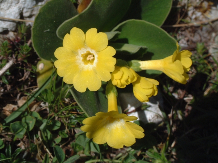Primula auricula /  Primula orecchia d''orso